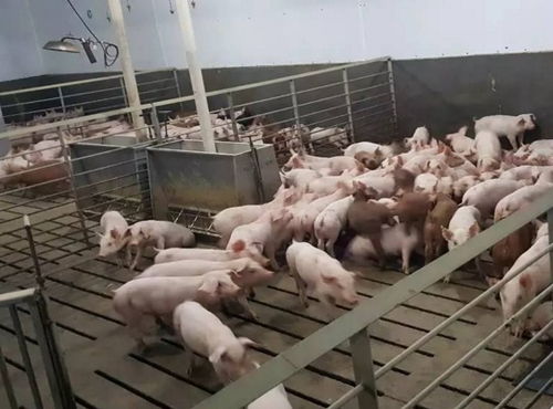 猪场三毒：根源剖析