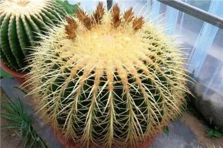 金琥：昼夜吸收二氧化碳的神奇植物