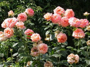 科德斯庆典盆栽月季：江苏花坛的美丽守护者