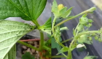 特效农药：桃蚜的噩梦