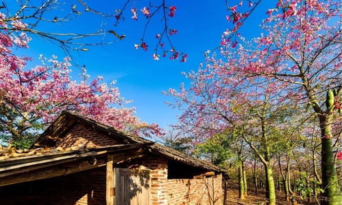 冬天去哪里堪花？广东人过冬没氛围那个？