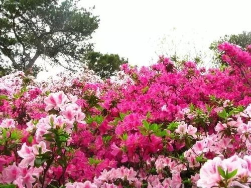 杜鹃花栽种时需要注意哪些细节，才能确保其成活并健康成长
