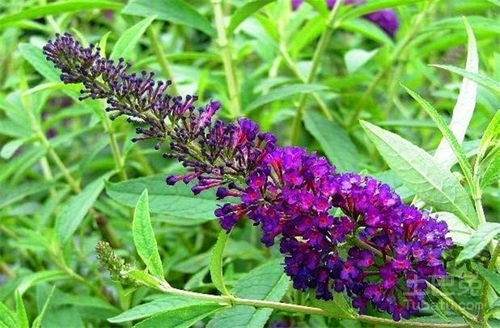 醉鱼草的神秘家园