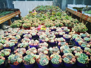 西安花卉市场：市民和游客的乐园