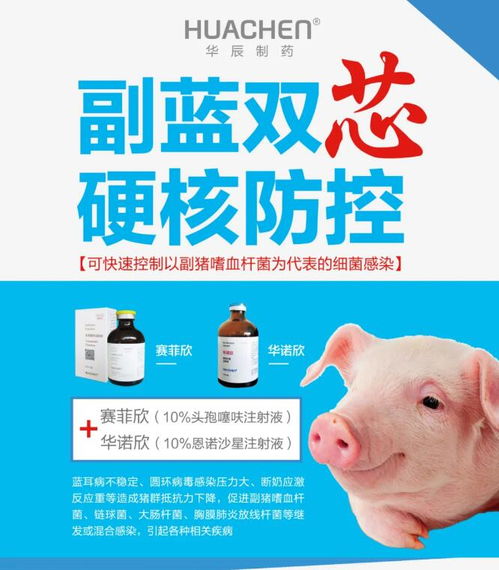 头孢在养猪生产中的五个首选，你知道是哪五种吗