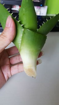 芦荟根部腐烂？这样做或许能救活