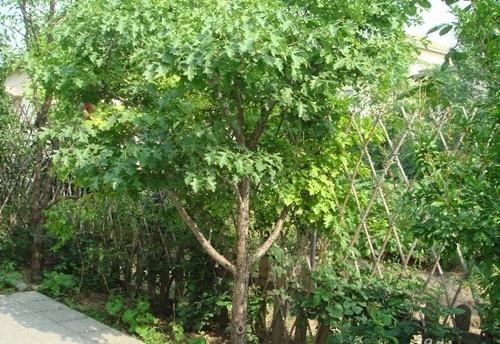 先说 ：保存得当的话， 榆树种子蕞长嫩活8-10年