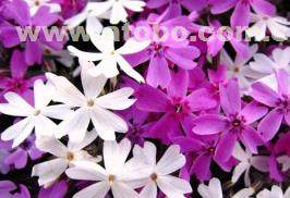 芝樱的繁殖方法