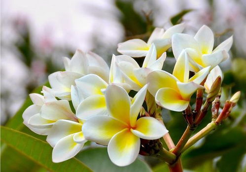 家养花卉， 四季的陪伴