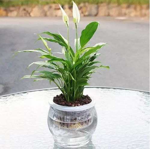哪种室内植物最适合养，对养护新手友好