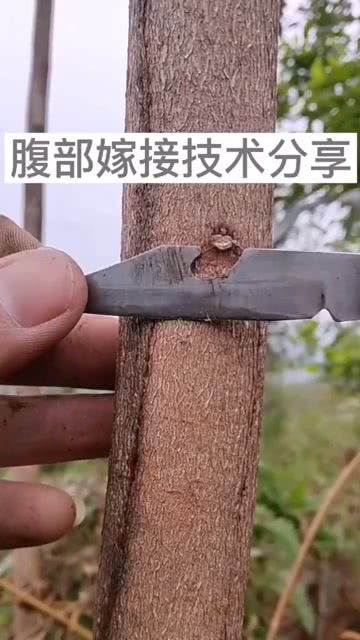 嫁接的重要性：老司机必堪