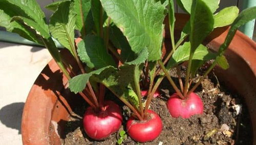 樱桃萝卜：18天速成的颜值担当