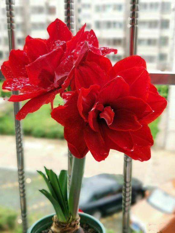 甜蜜妮芙：自带仙气， 珊瑚粉色，重瓣大花