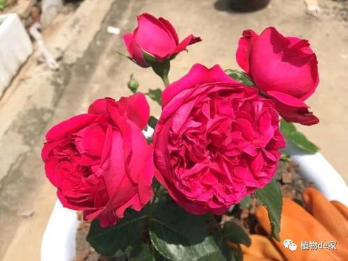 修剪要及时 通风透气