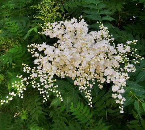 绿植消费的本质