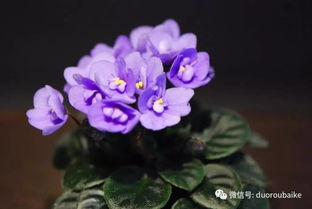 非洲堇：半阴处的花之精灵