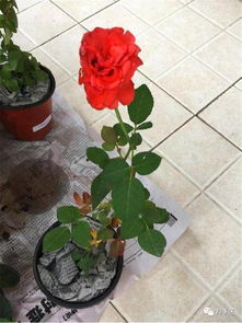 月季牙签苗快速生长小技巧