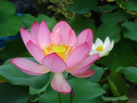 光照与盆具选择