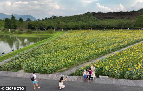 向日葵：夏日阳光下的笑脸