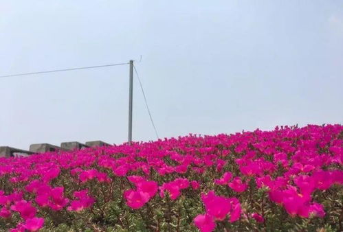 农户试种失败的教训