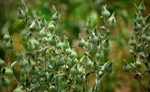 遇上倒春寒咋整？