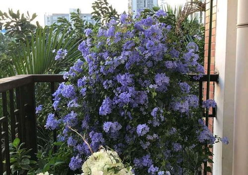 北方嫩种活蓝杉吗？