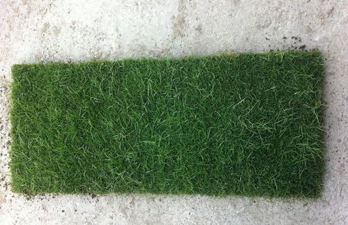 果岭草：高质量的草坪品种