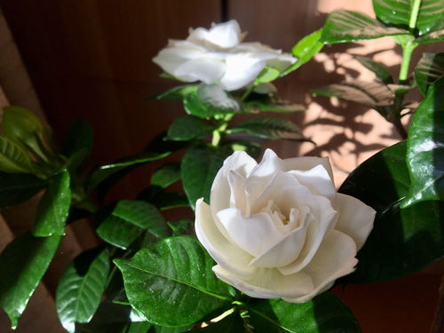 栀子花老不开？试试修剪枝叶