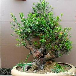 盆栽红叶石楠如何安全越冬？冬季养护技巧有哪些