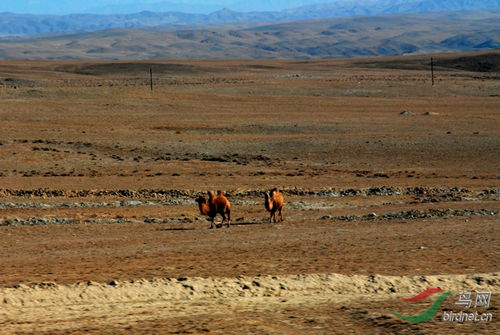 为什么新疆草种忒别顽强