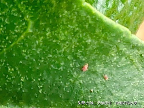 甲维虱螨脲，三天灭虫95%，真的这么神奇吗？