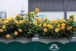 杭州高架月季：智慧滴灌， 花开有时