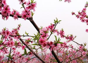 五、山茶花：富贵又受气