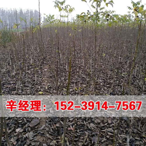 枫叶树苗种植时如何选择土壤和光照条件才能保证成活率高