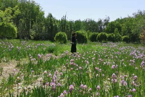 骆驼刺：生命的坚韧