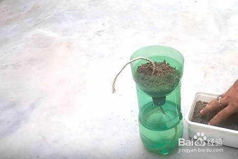 用温水浇灌，如何让冻僵的植物复苏