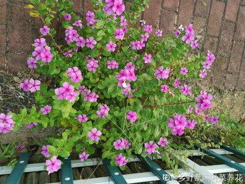 广西花卉种植：年入20万的花儿们