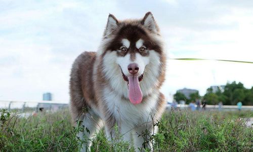 肉牛全混合日粮配方：高效营养配比技巧与实例解析