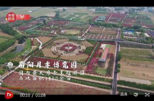 月季，南阳的骄傲