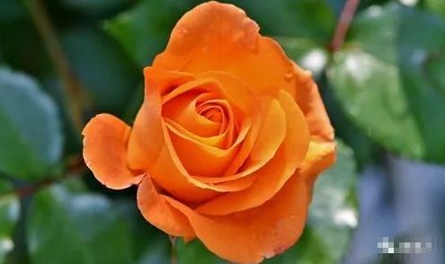 焦糖古董月季：冬季开花， 抗性强