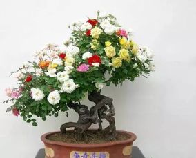 适合在幼儿园栽种的花草