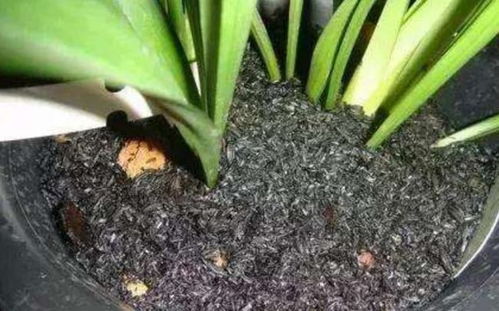 花上长腻虫怎么办？教你几招轻松解决虫害烦恼