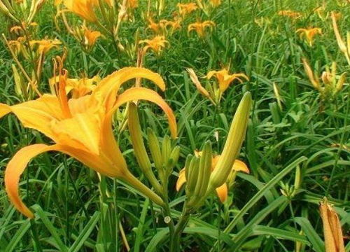 新鲜黄花菜如何处理？晒出好菜干的关键步骤是什么