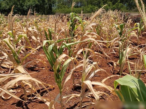 羽扇豆：鲁冰花的另一种称呼