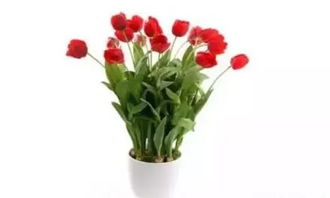 耐寒花卉， 冬季的美丽使者