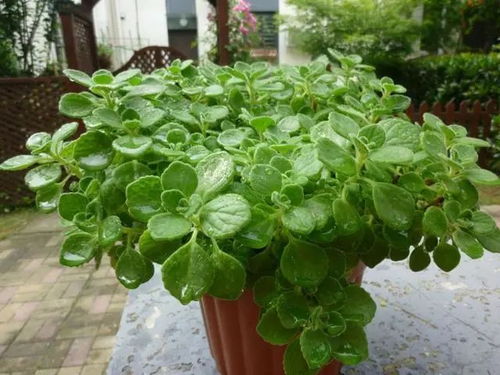 迷迭香：香气浓郁的秘密