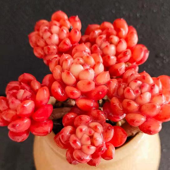 红宝石多肉为何不红？揭秘养护秘诀！