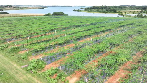 警惕假冒紫叶藤， 选苗有讲究