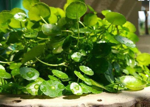 养铜钱草的常见问题：叶子发黄、 大小不一