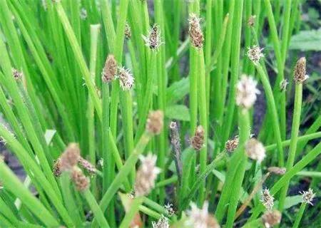 菖蒲的根茎颜色揭秘